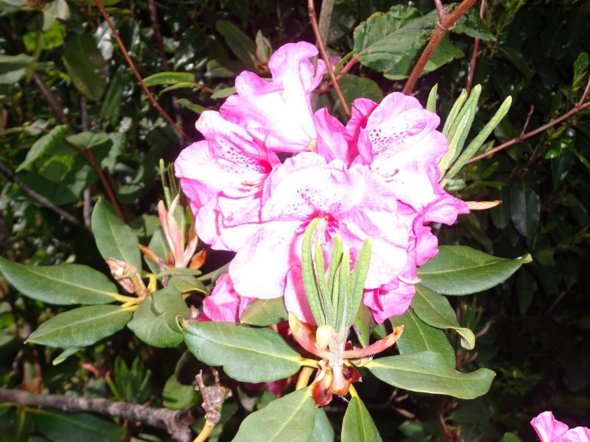 Caux Les Fleurs Du Mont Bed & Breakfast エクステリア 写真