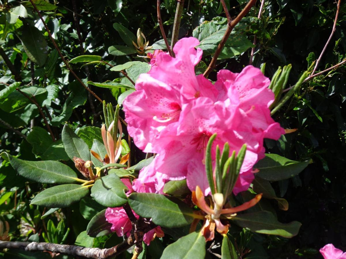 Caux Les Fleurs Du Mont Bed & Breakfast エクステリア 写真