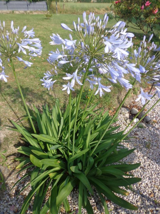 Caux Les Fleurs Du Mont Bed & Breakfast エクステリア 写真