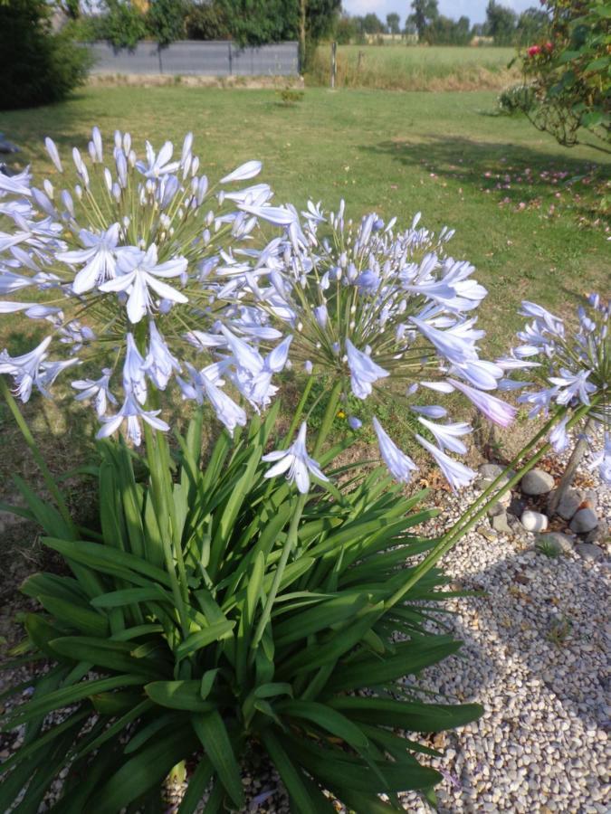 Caux Les Fleurs Du Mont Bed & Breakfast エクステリア 写真